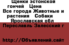 Щенки эстонской гончей › Цена ­ 7 000 - Все города Животные и растения » Собаки   . Ярославская обл.,Переславль-Залесский г.